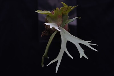 Platycerium willinckii 