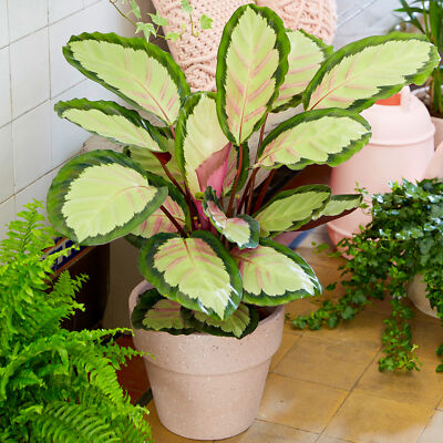 Stunning 30-40cm Calathea picturata 'Argentea' Potted Silver Variegated  Plant | eBay UK