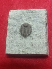 Fossil Trilobite Ampyxina bellatula Ordovician Maquoketa  Formation Mo.