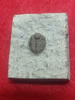 Fossil Trilobite Ampyxina bellatula Ordovician Maquoketa  Formation Mo.