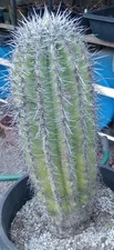 Carnegiea gigantea Saguaro Cactus 24 Inches Tall & 8 Inches Wide 157