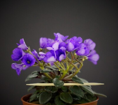 Jolly Blue Bells 2 Blätter/2 leaves African Violet Usambaraveilchen.