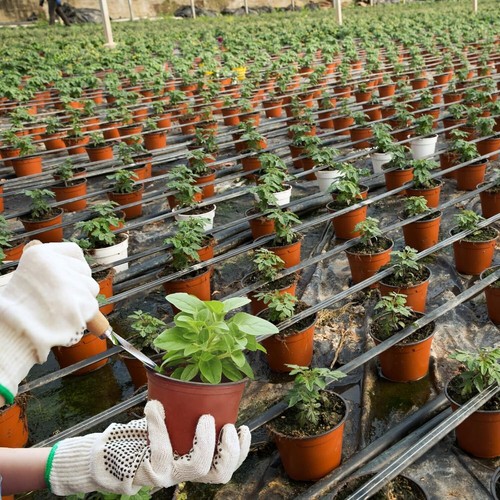 Weather-Resistant 4-Inch Nursery Pots - 1000 Pcs for Seedlings & Transplanting - Picture 8 of 9