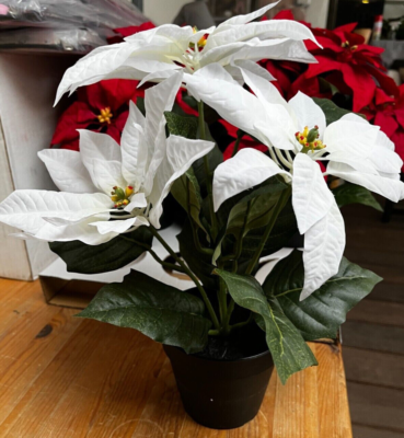 wie oft düngen zimmerpflanzen Zimmerpflanzen Dünger, Monstera Dünger, 6 Monate Depotwirkung – PlantMe main image 0