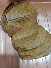 100Pcs Almond Leaves 5Inch Catappa Ketapang Leaf Shrimp Betta Fish Aquarium Care