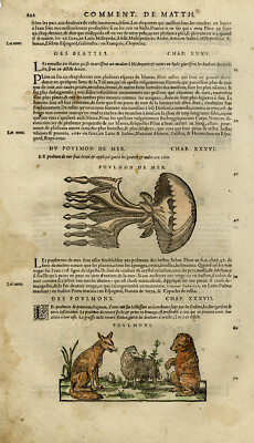 Antiker Druck-Qualle-Bär-Wolf-Schaf-Bettwanze-Mattioli-S. 222-Anonym-1572