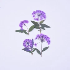 8PCS Pressed Daffodil Five Leaf Flower 9 colors dyed flower with leaf stem FCD55