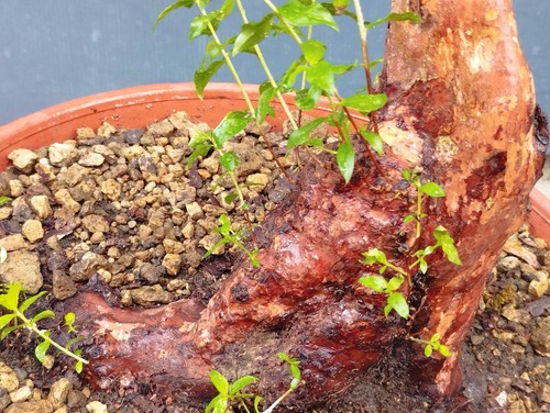 Bonsai Di Mirto 24x21cm In Vaso Da Interno Esterno Pianta Robusta Articolata ⭐ - Foto 4 di 13