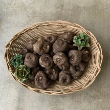 Amorphophallus Atroviridis 12 Bulbs – Rare Aroid Plant, Pink-Vein, Seller Picked