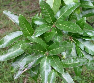 Quercus imbricaria - Shingle oak | Laurel oak