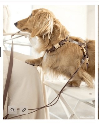 Sunny Tails Dog Harness + Leash Bundle Espresso Brown 