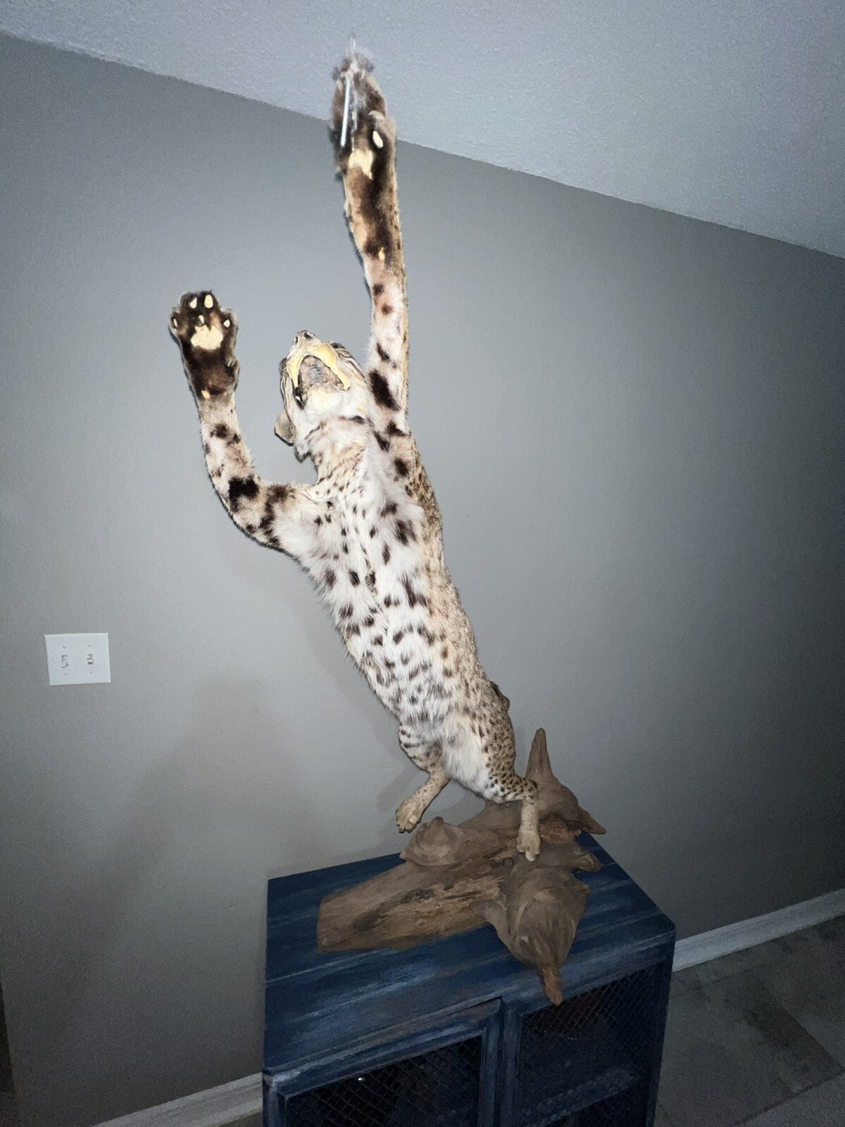 Picture 3 of 13