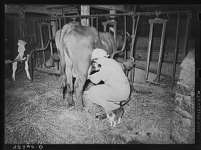 Photo:Enos Royer farm, Lancaster County, Pennsylvania. Mrs. Royer milking