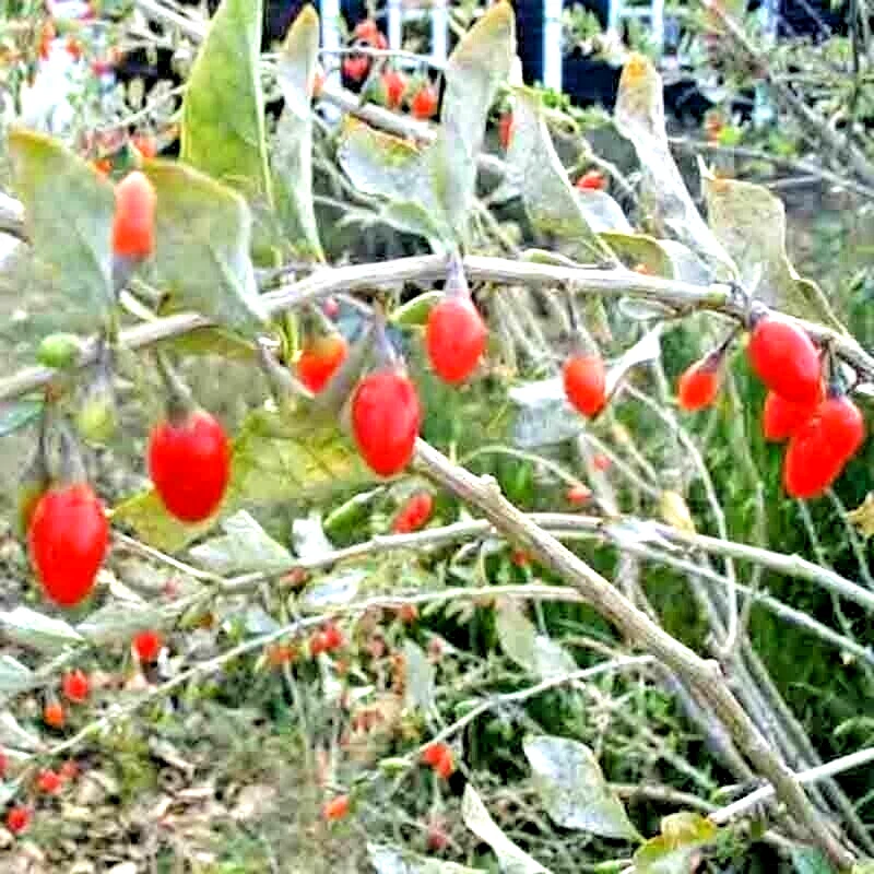 GOJI BERRY SEEDS SPRING PERENNIAL NON-GMO CHINESE WOLFBERRY HARDY FRUIT 25 SEEDS - Image 3 of 4