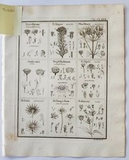 GAERTNER Fruct. Sem. Pl.1788 Botanical Engraving Fruit seeds sectional print