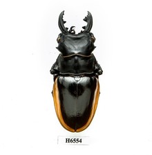 BEETLE, INSECT -H6554. Lucanidae: Odontolabis cuvera ssp. -70.7MM, VIETNAM
