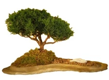 Shimpaku Juniper Bonsai Tree Planted on a Rock Slab 12 years old