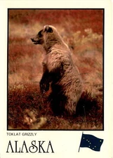 TOKLAT GRIZZLY, ALASKA, Alan D. Casey, J&H Postcard