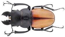 Insect - LUCANIDAE Odontolabis kirchneri - Sumatra - Male 50mm .... 