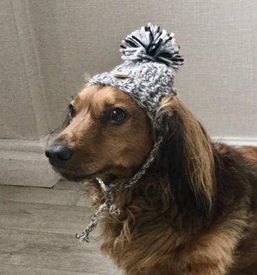 Grey Black And White Pom Pom Hand Knitted Hat Fit Small Dog Dachshund Sausage Ebay Grey Black And White Pom Pom Hand Knitted Hat Fit Small Dog Dachshund Sausage Ebay
