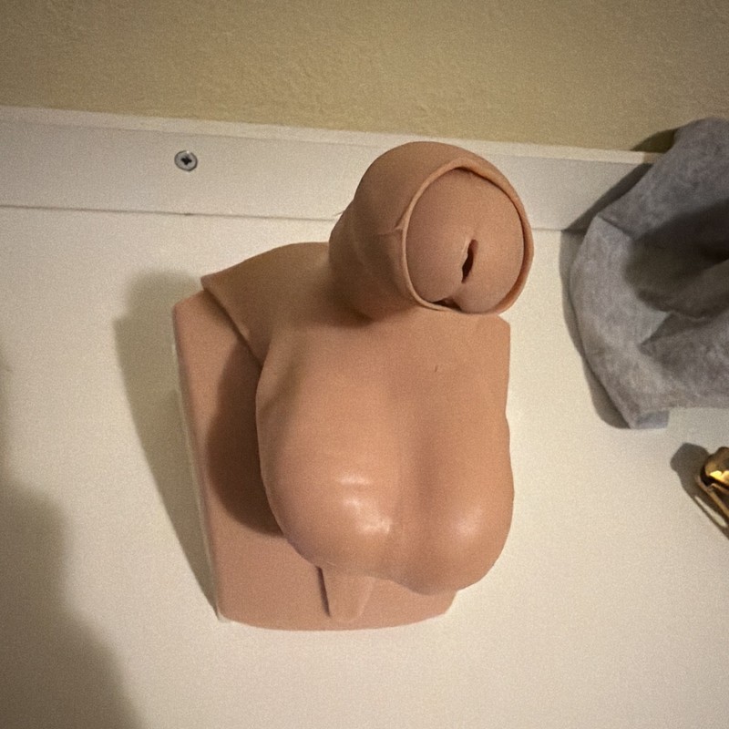 Human Male Genital Penis Organ Anatomical Medical Model Anatomy Science Teaching
