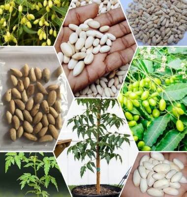 25+ Neem Seeds -Azadirachta Indica Neem tree Indian Lilac organic for  planting | eBay