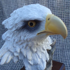 BALD EAGLE DESK SIZE SCULPTURE FROM PHEASANTS FOREVER — photo 7