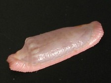 Rarely Seen Today...PROSIMNIA PIRIEI~17.9mm/Gem~Philippine SEASHELl