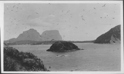 Lord Howe Island Bird life on Lord Howe Island - Old Photo 2