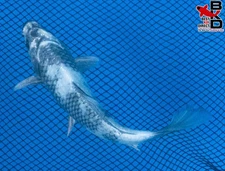 5" GIN SHIRO UTSURI Live Koi Fish Garden Pond 10/12