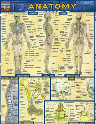 ANATOMY - QUICK STUDY ACADEMIC CARD by BARCHART INC. - ALL IN ONE