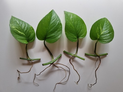 Indoor Plants Houseplants 11 Cuttings Pothos Devil's Ivy Epipremnum Money Plant - Picture 7 of 24