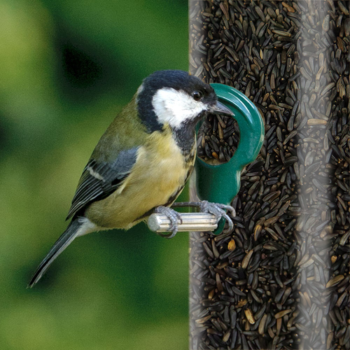 SQUAWK Niger Seeds - Quality Wild Bird Feed High Energy Garden Finch Food - Picture 29 of 60
