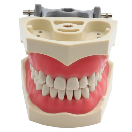 Modelo dental modelo de dientes tipo ADC modelo de enseñanza modelo de diente de demostración 32 un. - Imagen 25 de 59