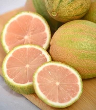 Pink Lemon Tree - Make Real Pink Lemonade! Will Fruit This Year