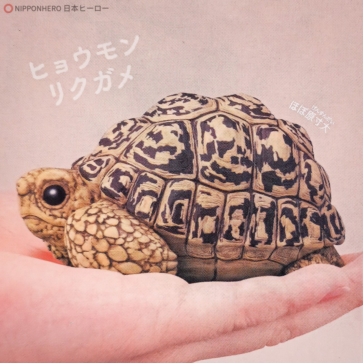 Tenori Friends LEOPARD TORTOISE Turtle Figure Marine Animal