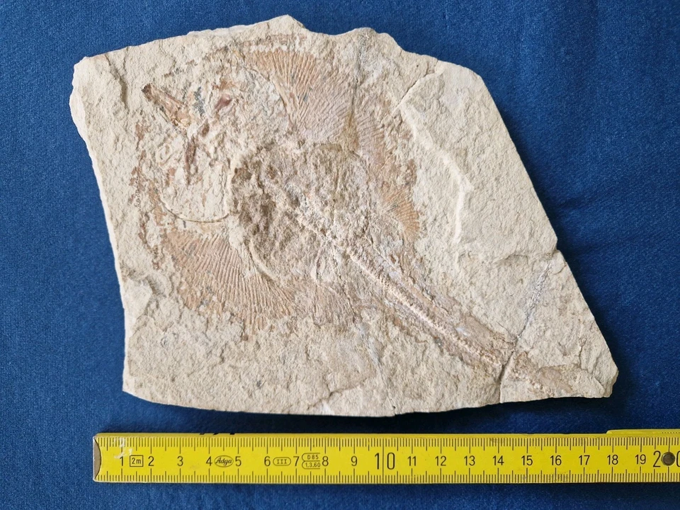 Fossiler Rochen Rhinobatos  - Bild 2 von 4