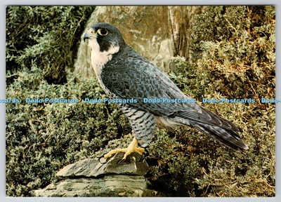 D314050 Wanderer. Falco peregrinus. Kenneth W. Fink. J. Arthur Dixon. Great Bri