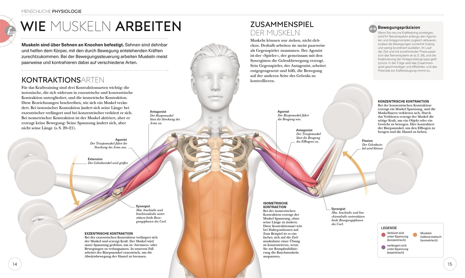 Thumbnail - Krafttraining - Die Anatomie Verstehen Austin Current 9783831042760