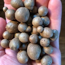5 Dioscorea polystachya Bulbils, Tsukune-Imo form, cultivar 'Nara'