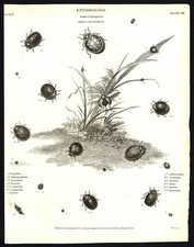 Antique print-NATURAL HISTORY-INSECT-LADYBIRD-LADYBUG-BEETLE-Rees-1820