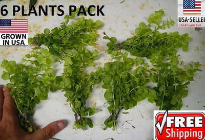 #ad 6 Lloydiella Golden Creeping Jenny plant Easy Aquarium aquascaping planted tank $25.99