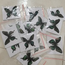 30 Real Alpine Black Swallowtail Butterfly Specimens 9-12cm Spread Wings