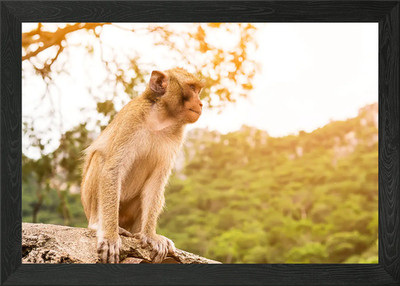 Affe Tier gerahmtes Wandbild Poster Leinwanddruck Bild