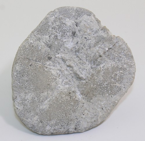 Seeigel, Clypeaster scillae, Tertiär, Miozän, Retznei, Österreich -b270 - Bild 3 von 6