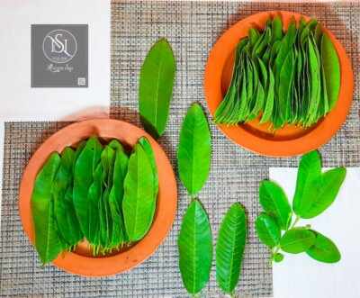 Organic Garden Guava Leaves, Stop Hair Loss Treatment Fresh Green Dried 1000pcs