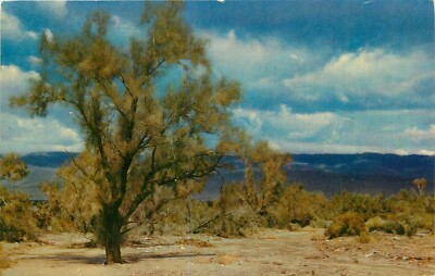 Chrome Postcard CA E408 Smoke Tree of the California Desert Sandy Washes 