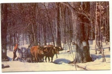Maple Sugar Time 1950s Postcard