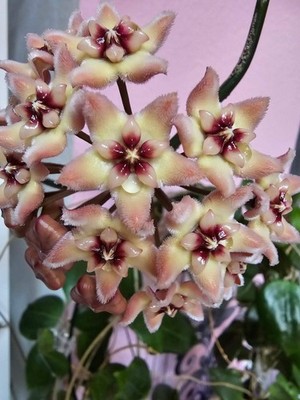 heavenly HOYA Hoya sp. NS 05-213   Blütentraum  