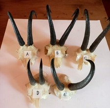 Collezione 5 trofei di Camoscio - Austria